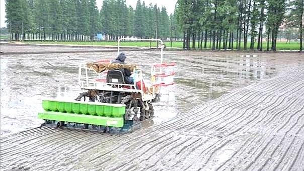 高效氟吡甲禾灵除草剂防治什么草,防治葎草的除草剂