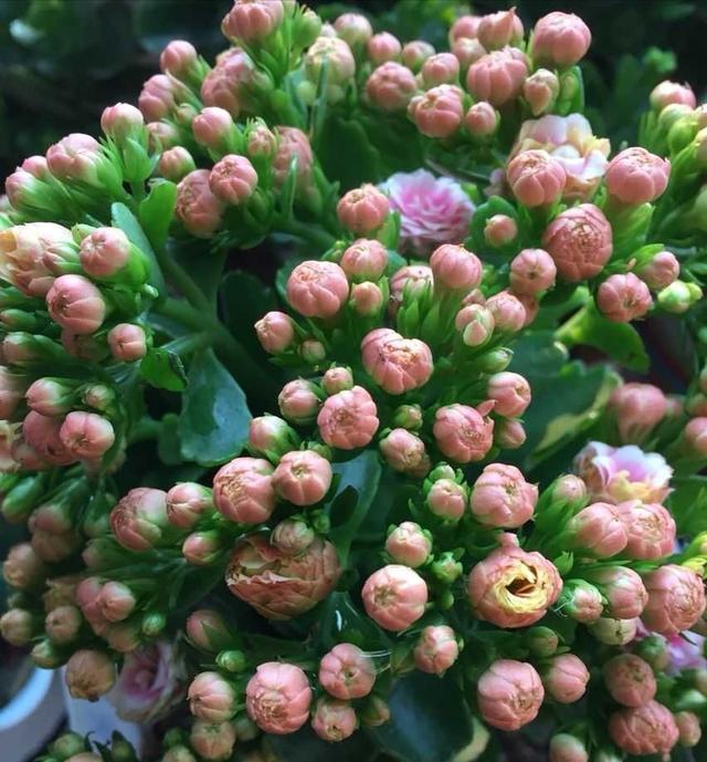 长寿花长得又粗又壮就是不开花,长寿花不开花浇啤酒行吗