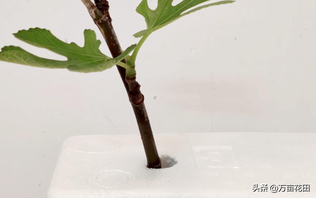 月季高压扦插生根最快方法,高压繁殖跟扦插有什么区别