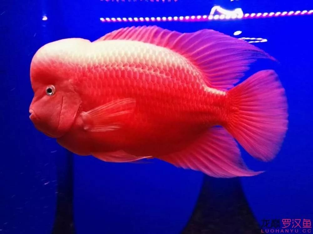 鱼缸里死了鱼有腥臭味怎么处理,鱼缸换水后第二天腥臭味很重