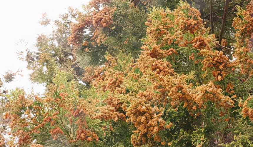 日本保湿纸推荐,擤鼻子的卫生纸