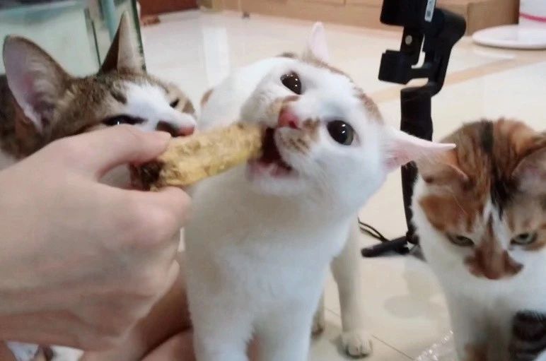 猫用什么益生菌最好,什么益生菌对猫好又见效快