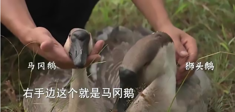 创业养鹅投资700万,年轻的回乡创业者养鹅