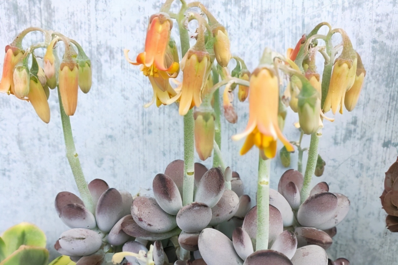 紫乐多肉开花后如何人工授粉,多肉开花怎么处理最好看