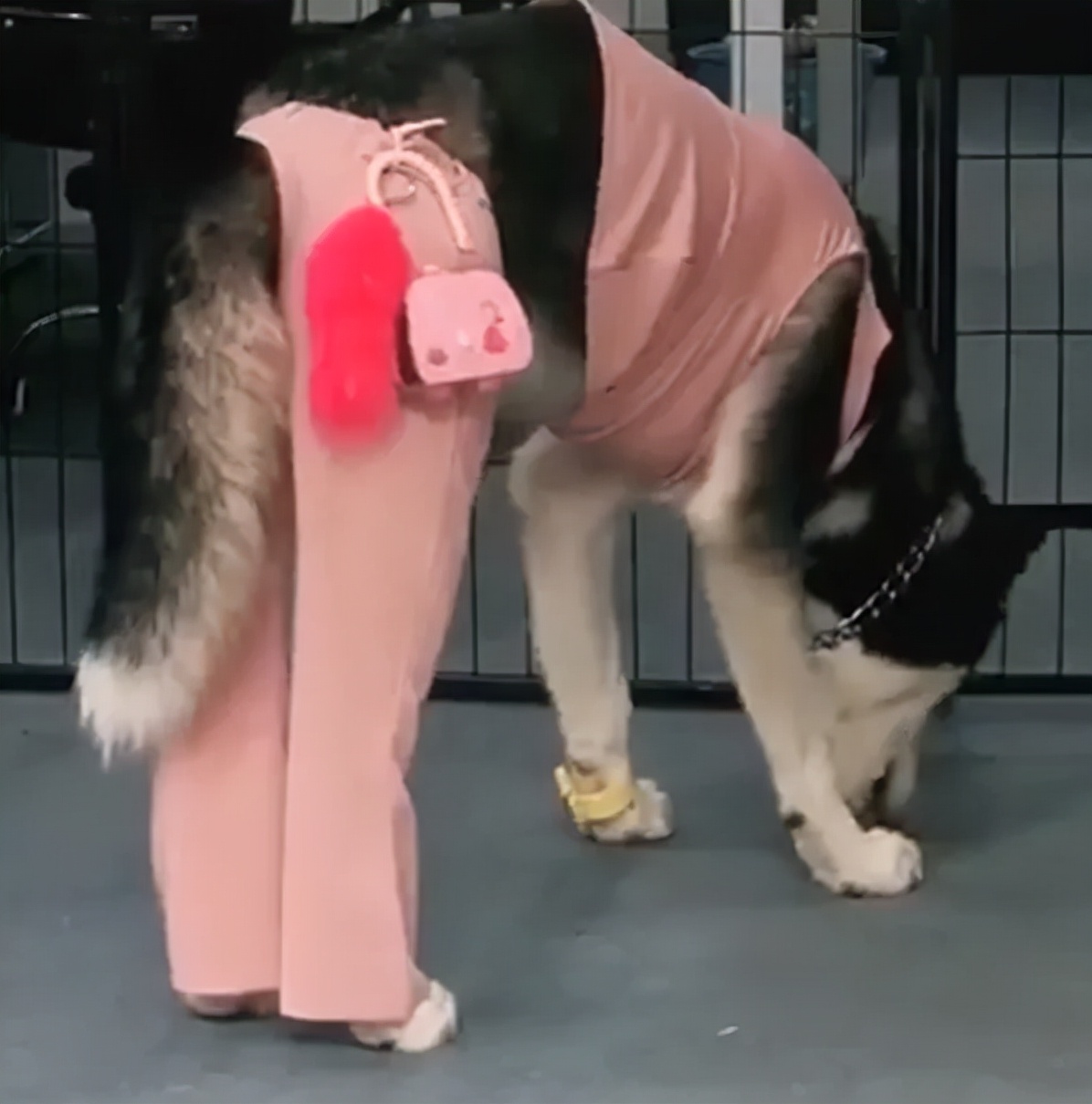 人类宠物到底有多可爱,人类为何喜爱人造宠物