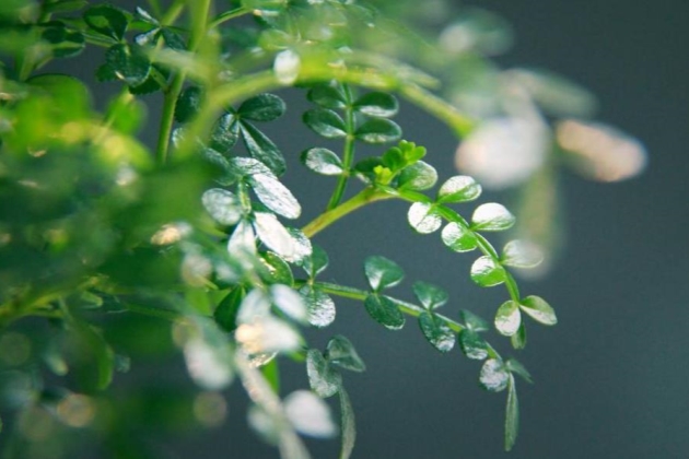 清香木掉叶子怎么补救,清香木掉叶子了怎么办呢