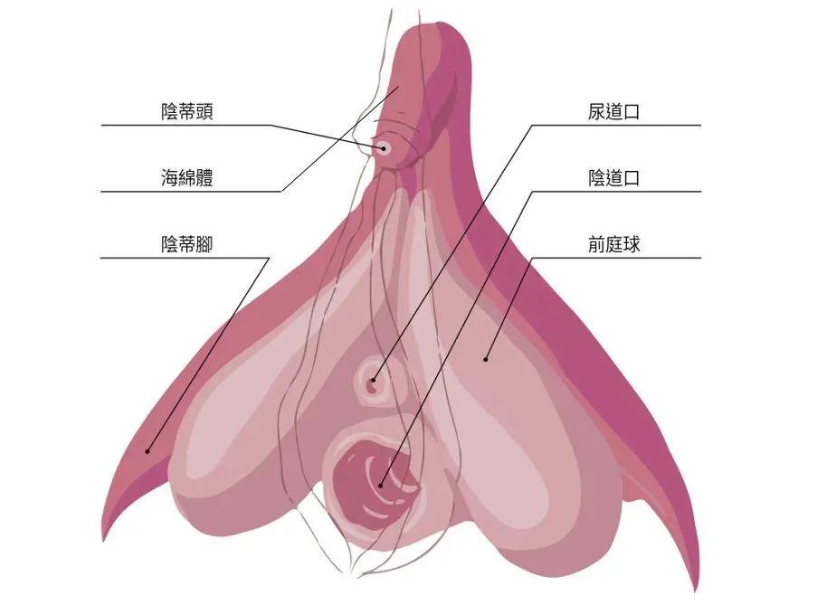 “会阴侧切”这一刀,影响产后*福性**吗?