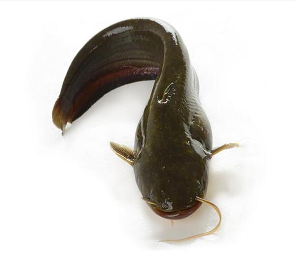 海钓注意有毒鱼种,海钓七种危险鱼类