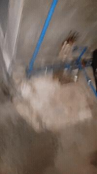 稀奇罕见的狗,很常见的罕见狗