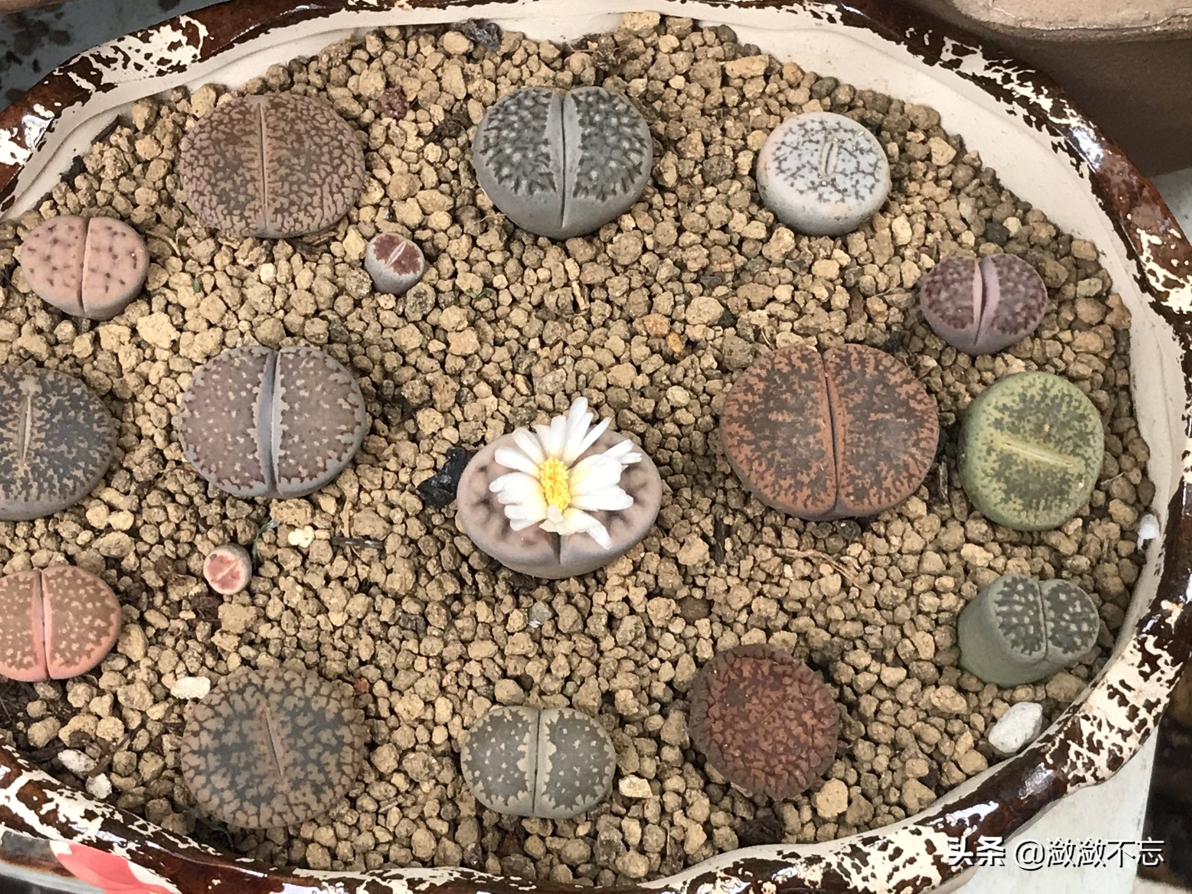 昆明哪里买花便宜又好,昆明斗南花卉市场怎么买花