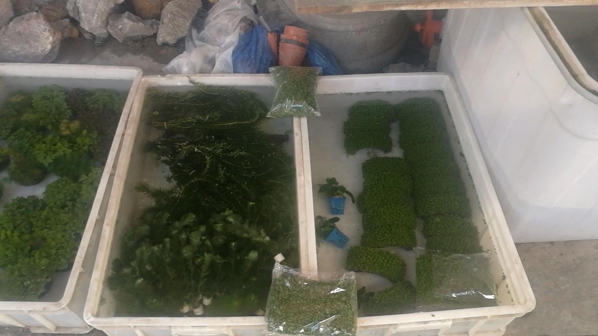 2020年北京观赏鱼批发市场夜市,观赏鱼夜市北京