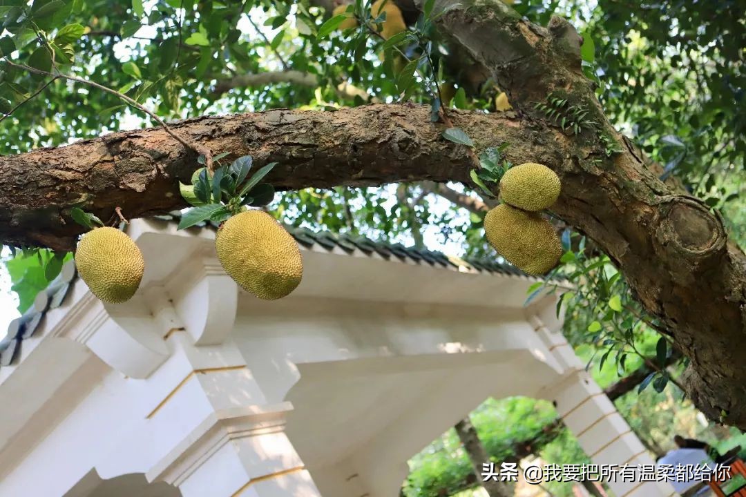 珠海5天旅游攻略大全最新,五一珠海周边最值得去玩的地方