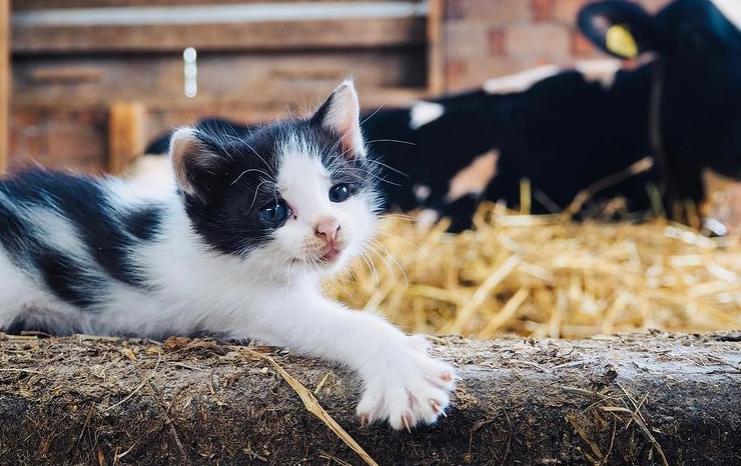 牧牛场闯进不速之客 (牧牛不速之客视频)