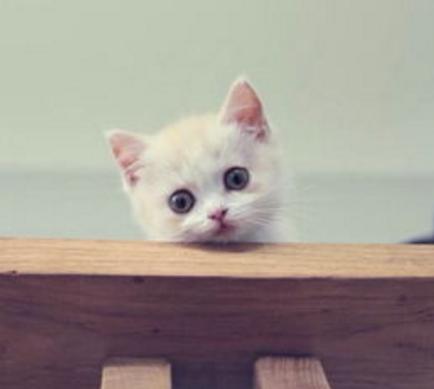 猫咪为什么上厕所的时候喵喵喵,猫咪什么时候才会喵喵叫