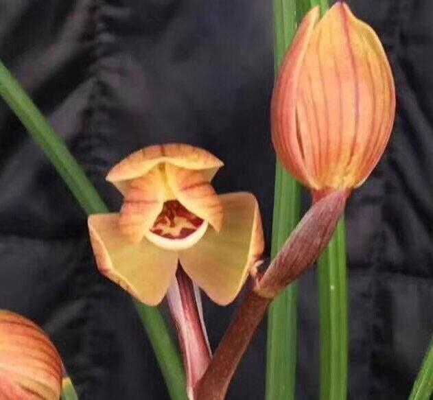 云南保山莲瓣兰姹紫嫣红,云南保山细叶莲瓣兰细节图