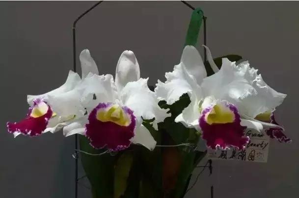 极品中的精品兰花,带你回忆天价兰花蕙兰篇