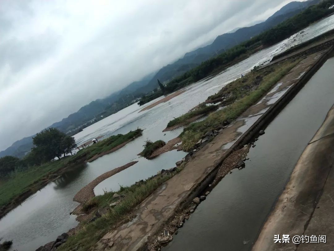 放生鱼入侵物种,放生入侵物种有惩罚吗