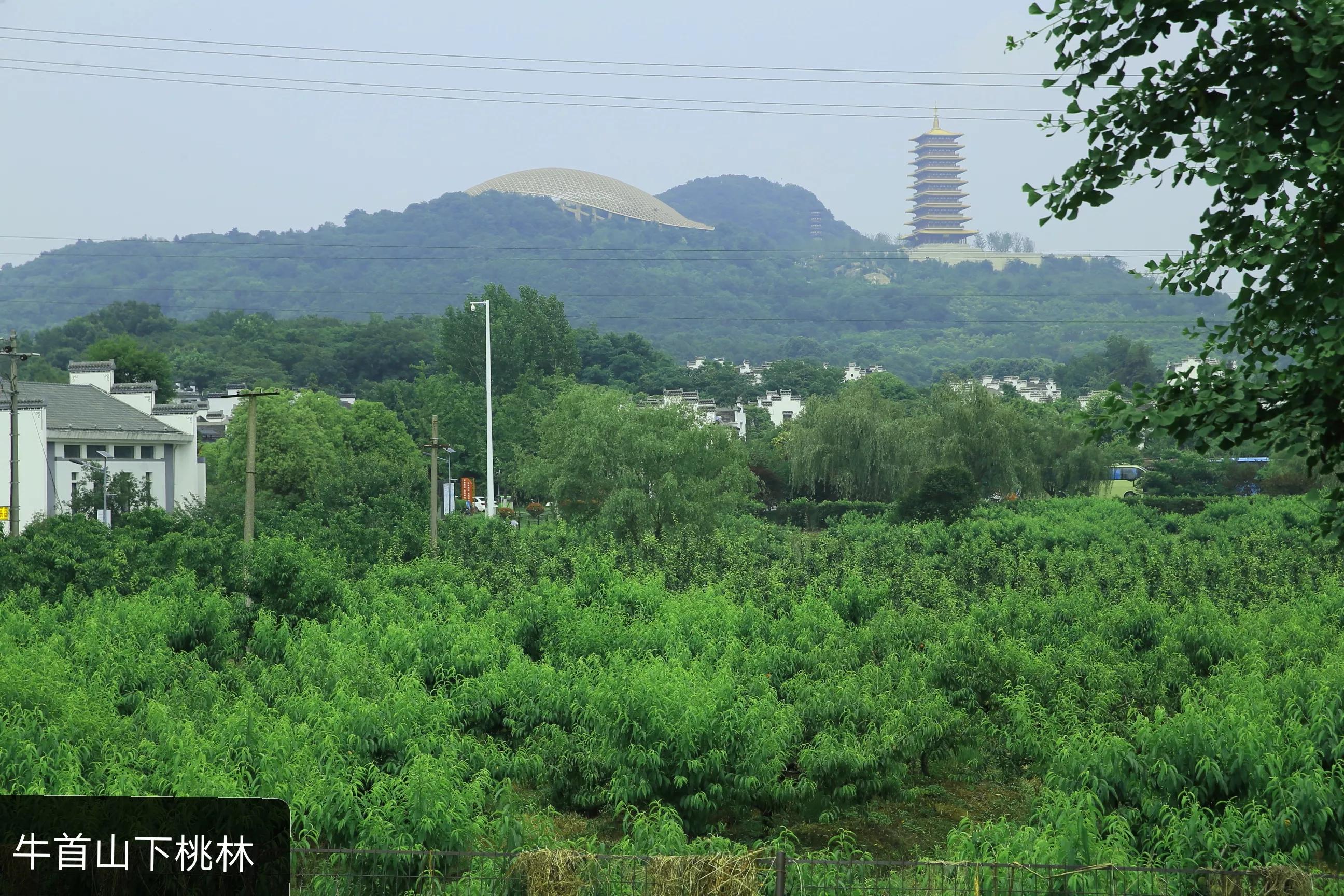 世凹桃园,世凹桃源图片