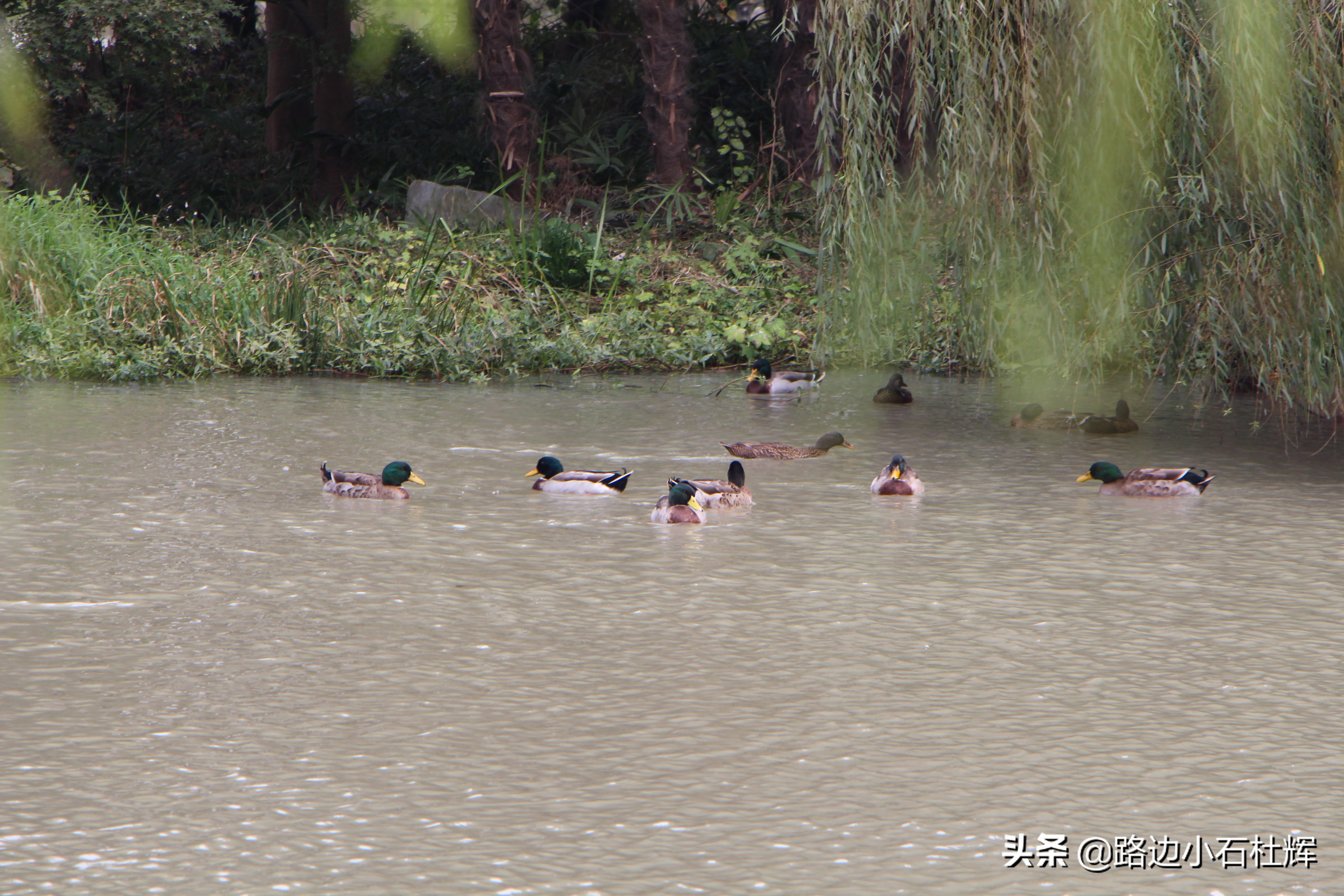 扬州瘦西湖之行,扬州瘦西湖游一圈