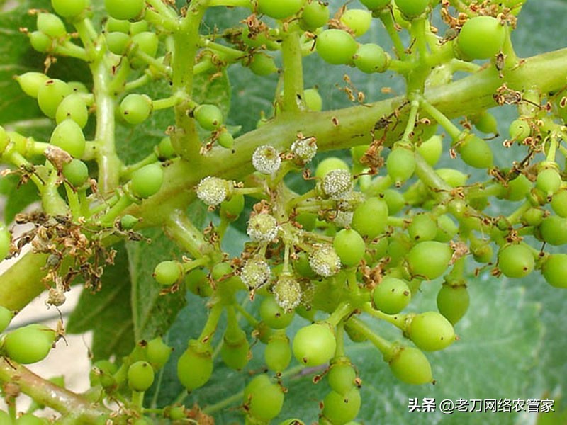 灰风暴葡萄灰霉病,霜霉病灰霉病什么情况易发生