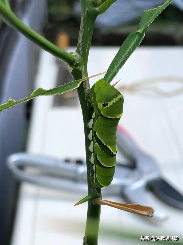 一树桔子被别人摘完了,一树桔