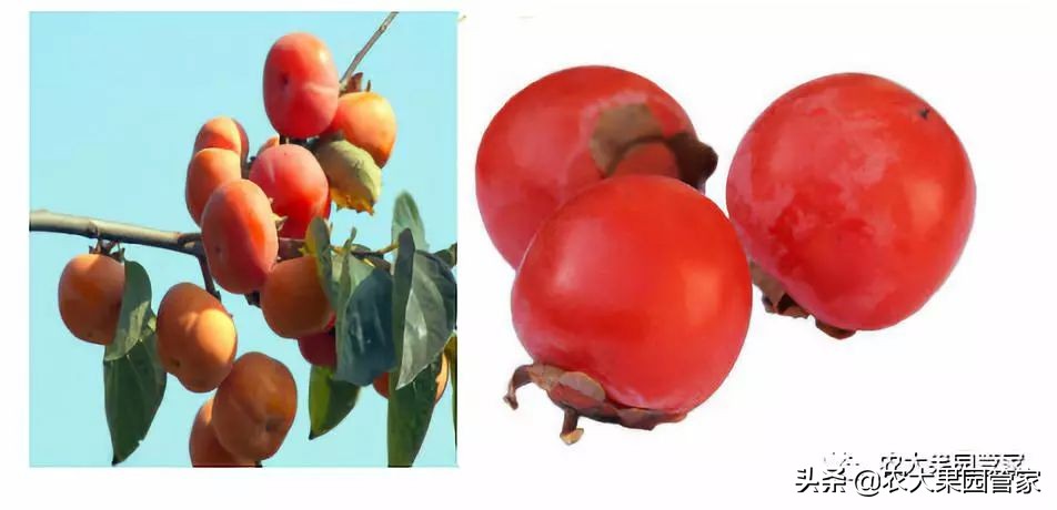 种植新品种果树苗一手货源,各种新品种果树苗木一手货源