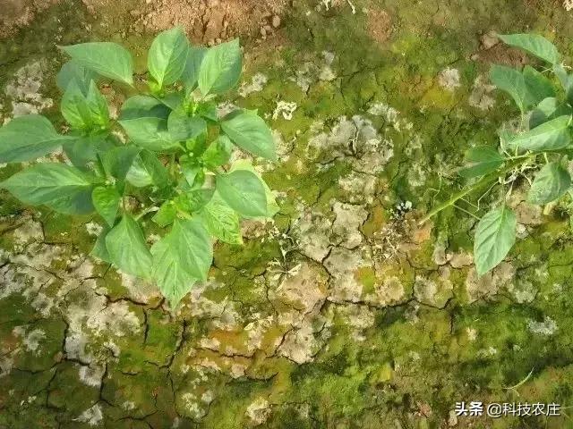 我家有“粪”不用再花钱买有机肥？对不起，你的灾难要来了