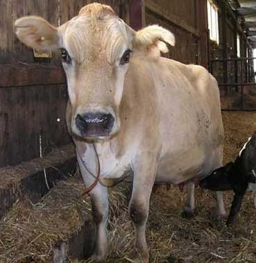 肉牛关节肿大怎么办,牛常见病辨认和治疗方法