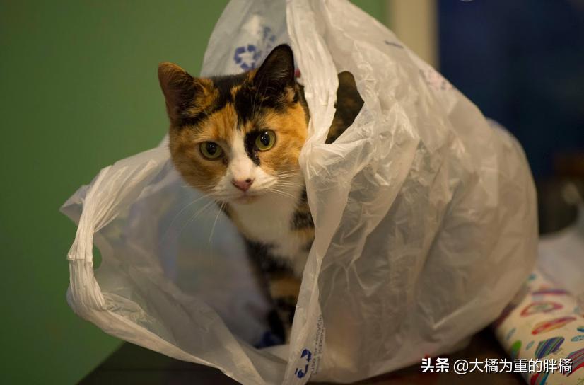 猫咪最近喜欢咬塑料袋是什么原因,猫咪为什么会咬装猫粮的袋子