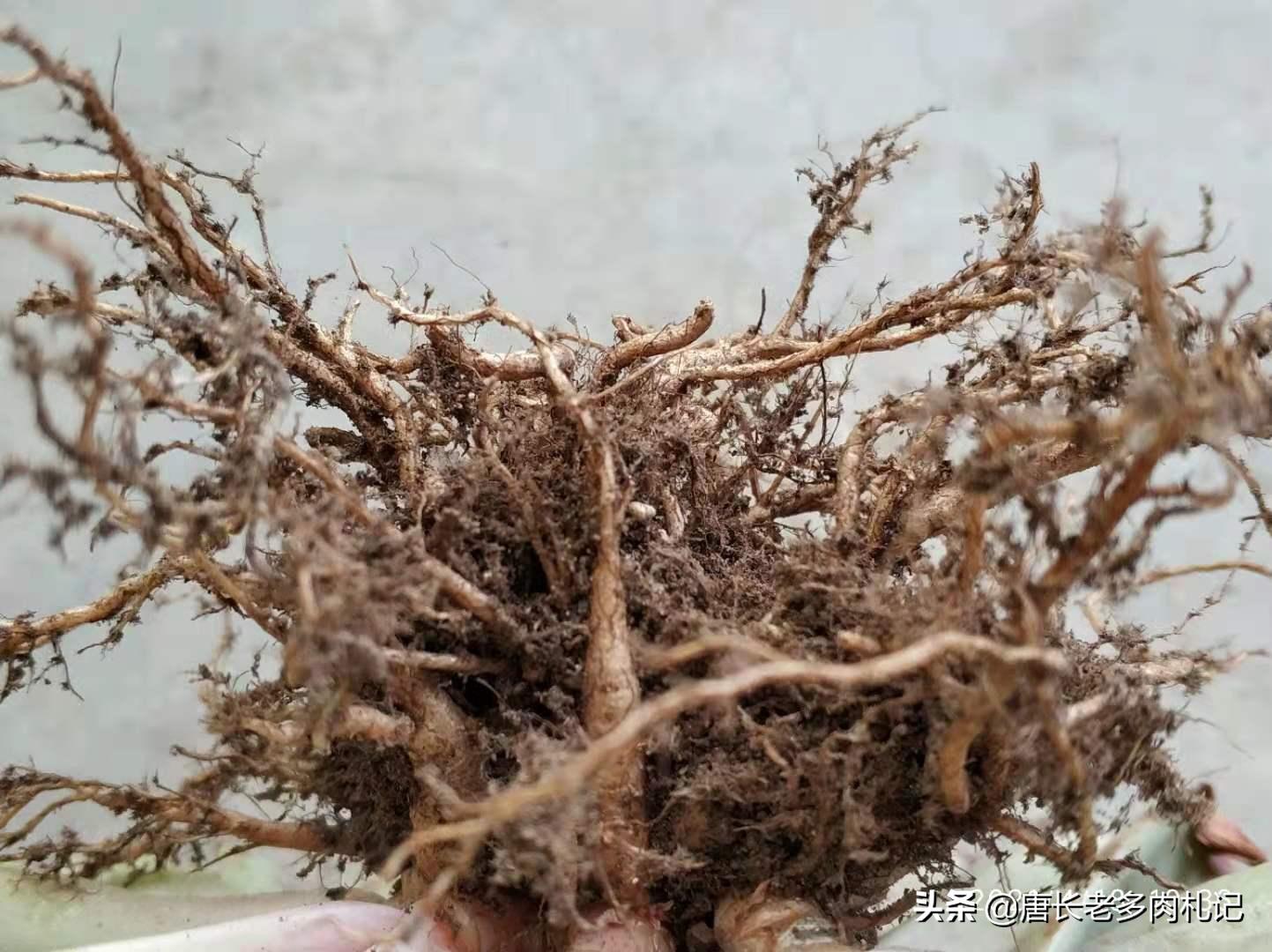 红宝石多肉什么时候换盆,多肉红宝石多长时间换一次盆