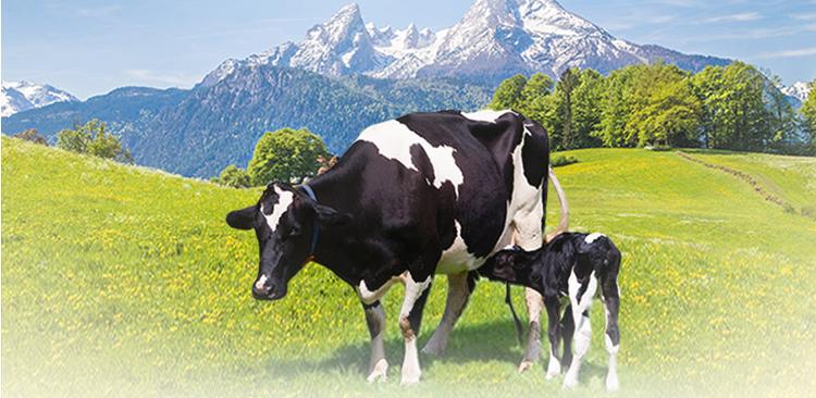 伊利金领冠的奶粉口碑,伊利金领冠系列奶粉怎么选择