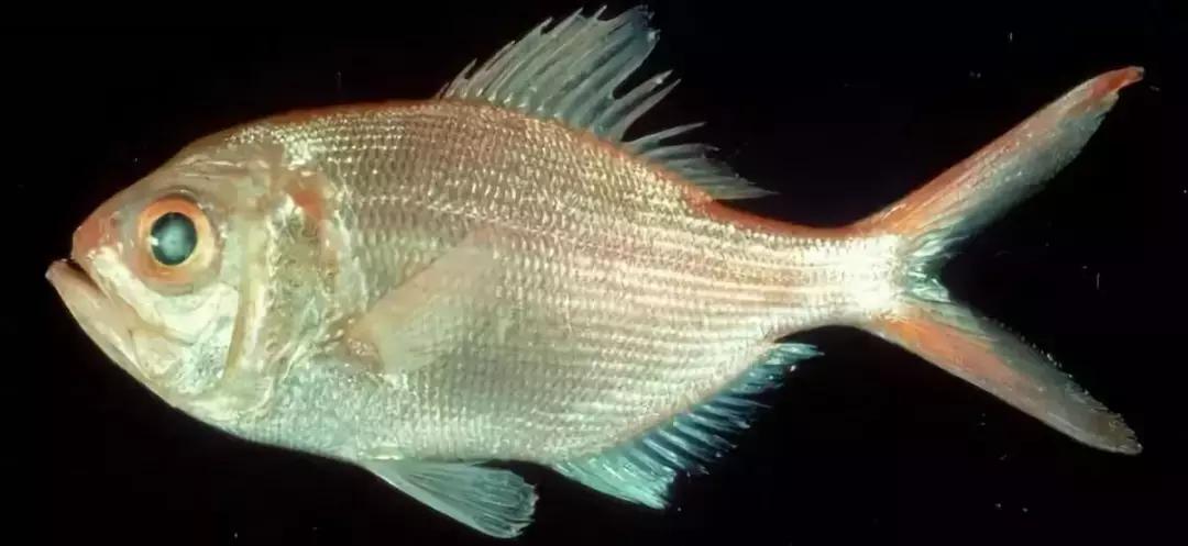 原神美食点评,江户前美食攻略