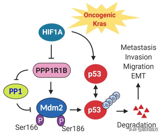 胰腺癌新靶点,胰腺癌tp53基因突变靶向药