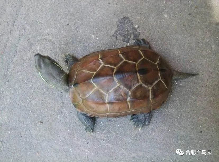 科普动物知识类短视频,龟鳖科普