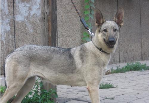 可以保护主人的四种猛犬,十大最佳保护主人的中型犬