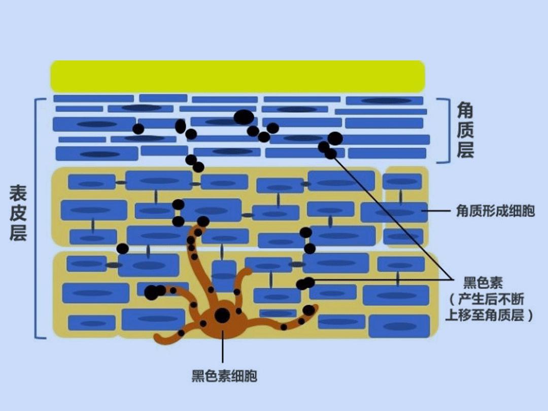 泰国卡尼尔美白精华可以变白吗,美白精华真实好用的