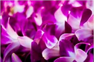 夏威夷亲子游必买清单,夏威夷大岛伴手礼