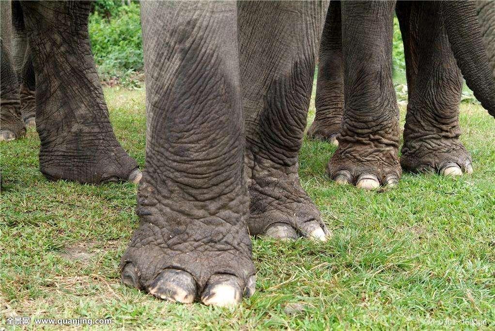 小学问|集合啦!麦粒鸟教你搞对「象」啦!