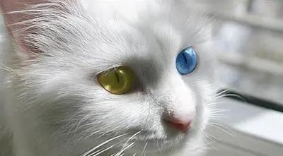 中华田园猫有哪些品种,中华田园猫白色异色瞳