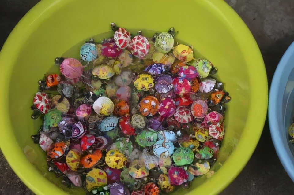 彩色小乌龟有几率活下来吗,彩色的小乌龟对龟有伤害吗