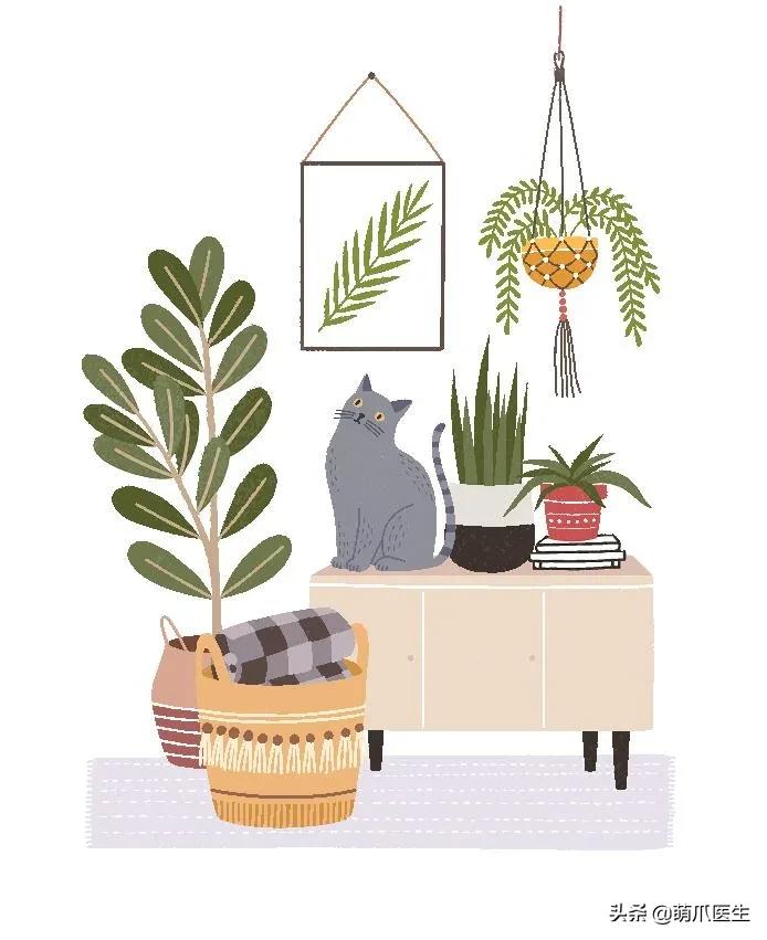 养猫能养啥花草,养了猫还可以养兔子吗