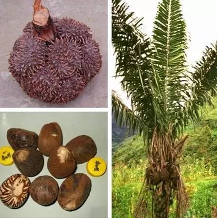 我的爱好之一是的英语,我的爱好之一是弹钢琴用英语怎么说