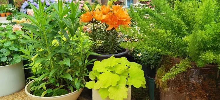 第七届园丁奖,第六届园丁奖奖励