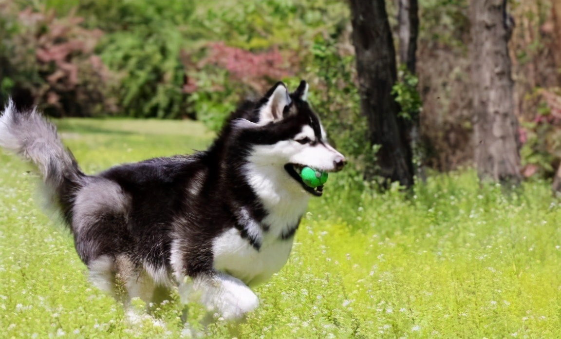 戈赞与柴犬,戈赞养边牧