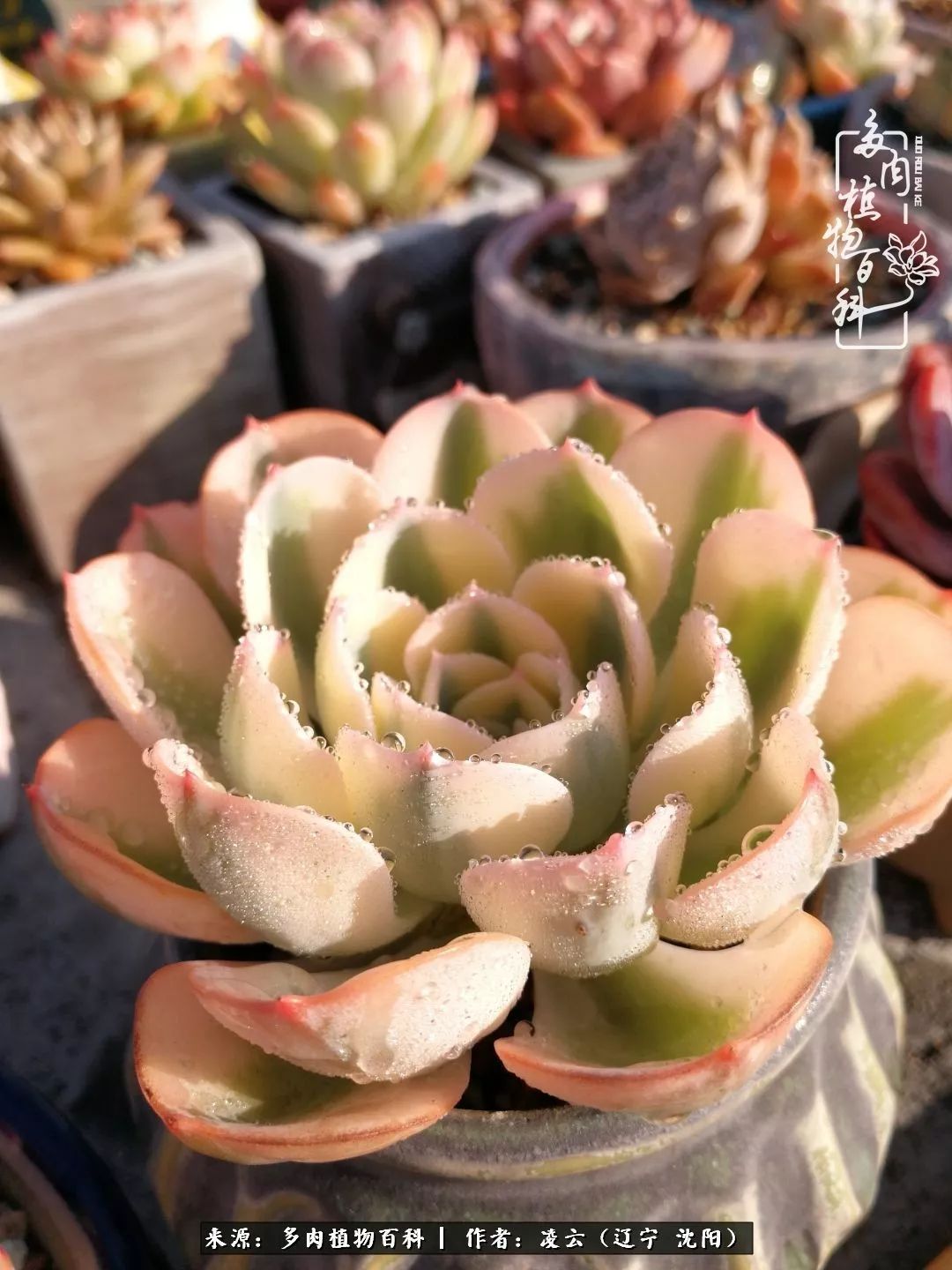 秋闲赏多肉，话育儿，亲生的自家娃，总有一刻让你怦然心动