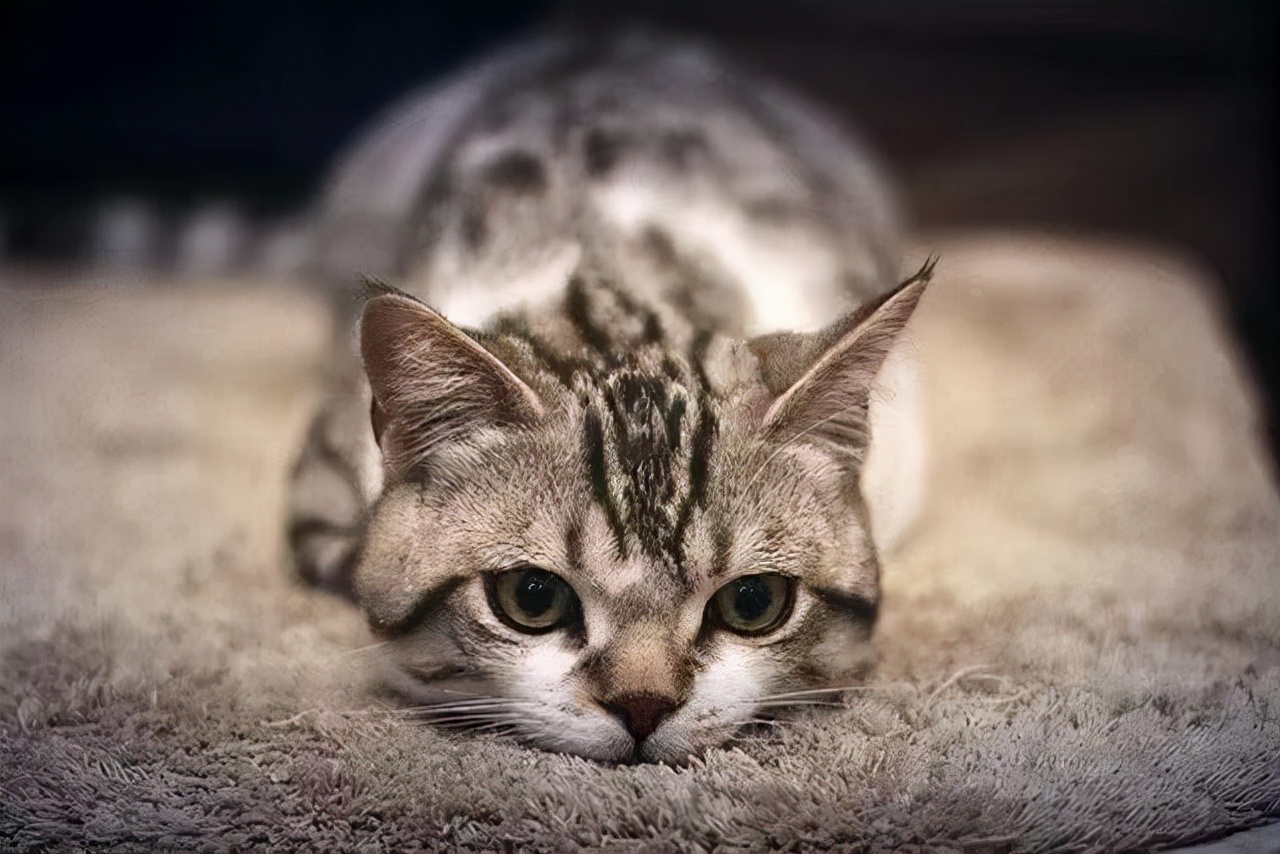 在北京开宠物店需要多少钱,北京开个宠物店都需要准备些什么