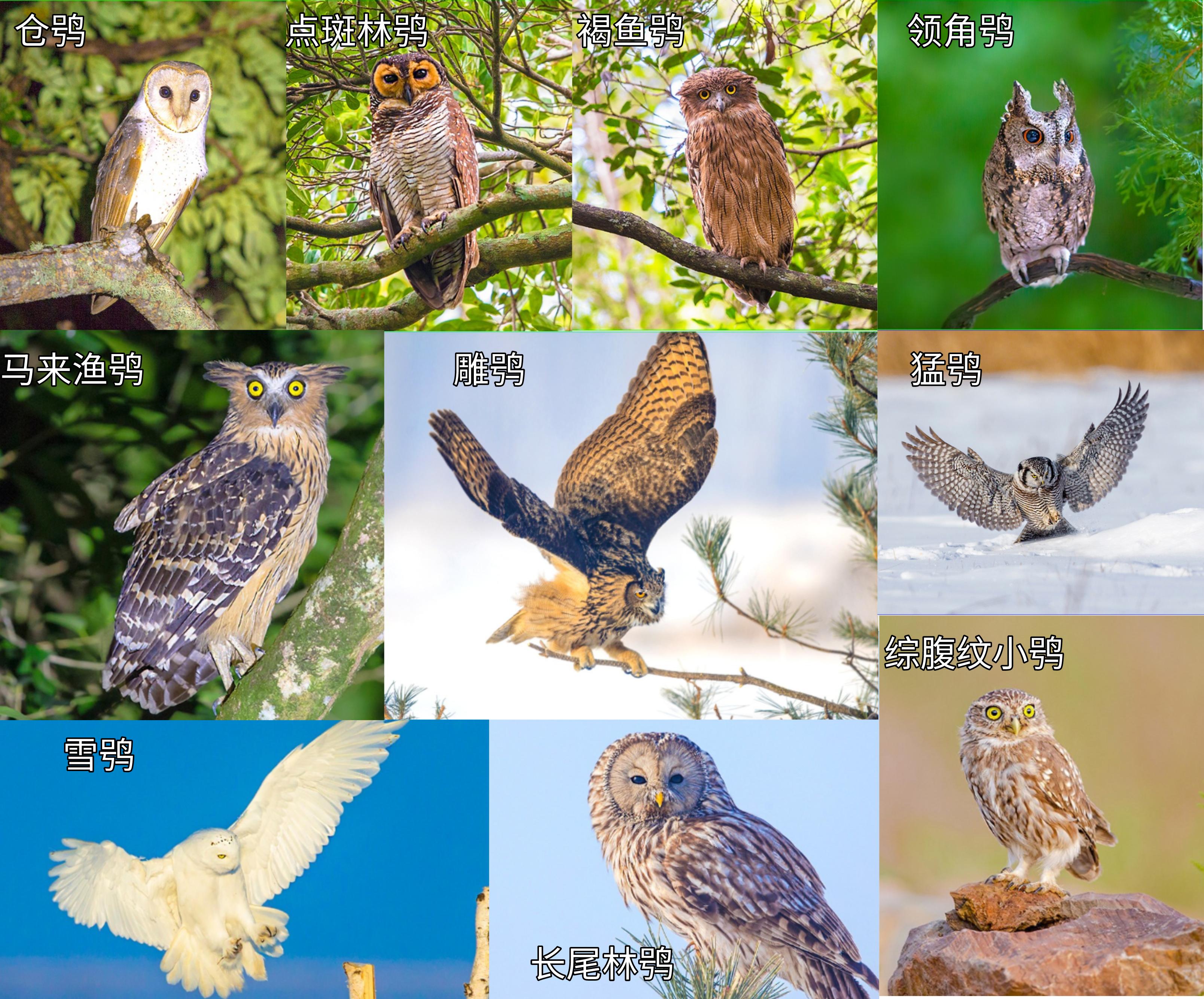 猫头鹰｜散发神秘与诡异，伟大的猎手，结果因为太萌了成了宠物