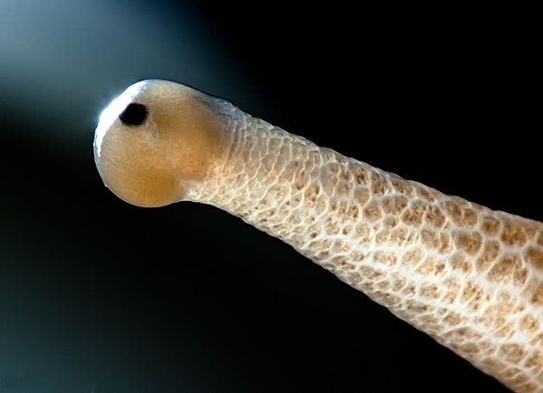 地球上有史以来最大的软体动物,软体动物有哪些常见的