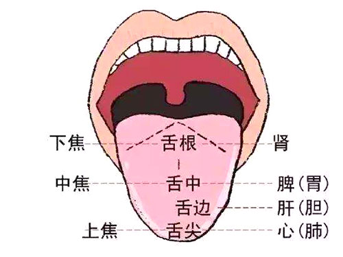 中医诊断舌诊图解大全,舌诊能看到有肿瘤吗