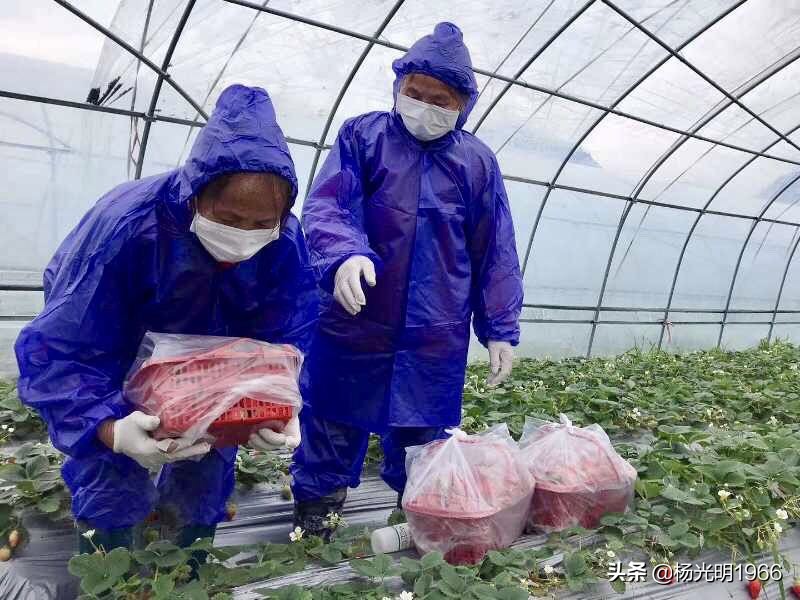 鍑噷鏀惰垂绔欏崠鑽夎帗 (鍑噷闄勮繎鐧借壊鑽夎帗)